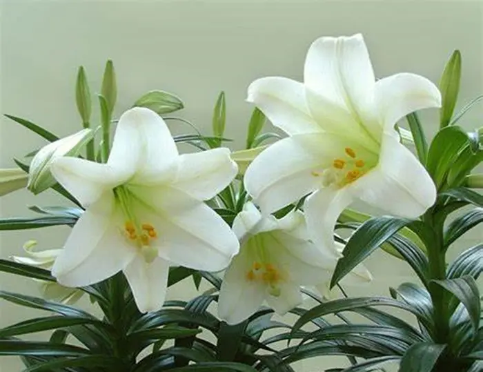 Lily Symbolize