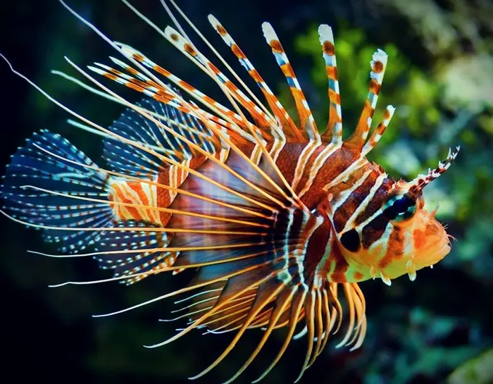 Lionfish Symbolize