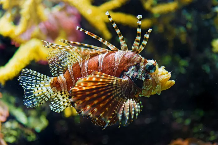 Lionfish1