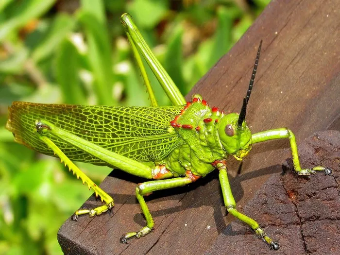 30 Locust Quotes, Sayings & Proverbs - Ourspiritanimal.com