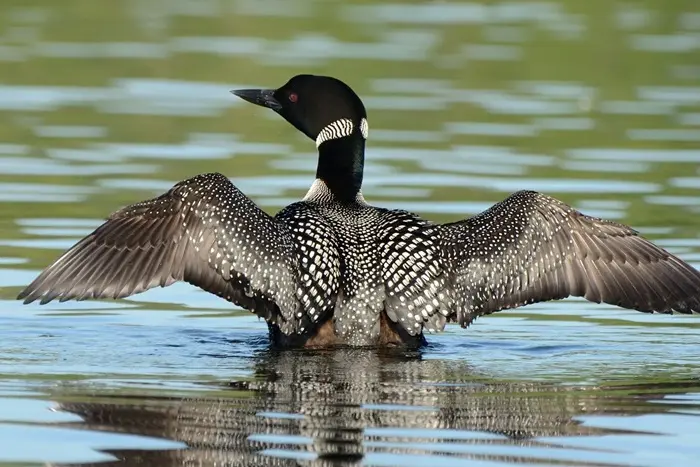 Loons Symbolize