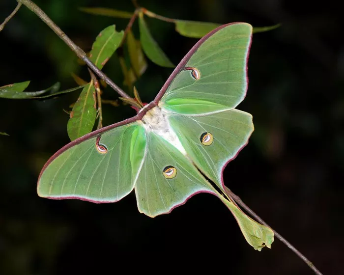 Luna Moth