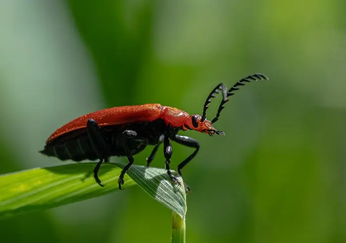 Lvory Beetle Symbolize