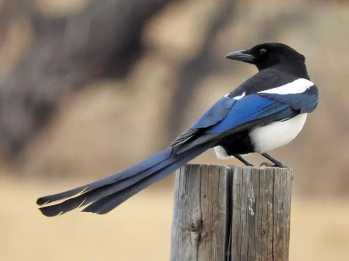 Magpie Symbolize