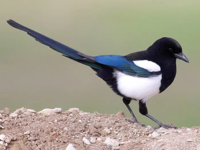 Magpie