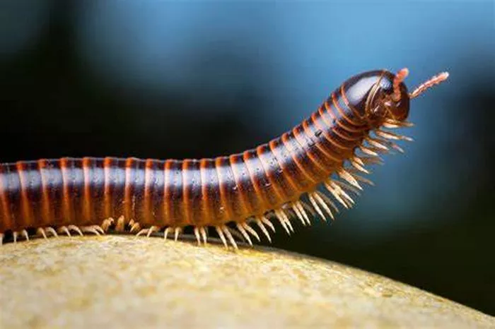 Millipede