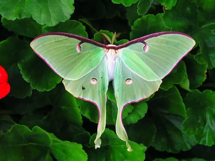 Luna Moth Symbolize