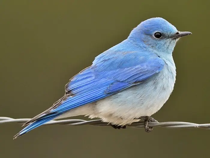 Mountain Bluebird Symbolize