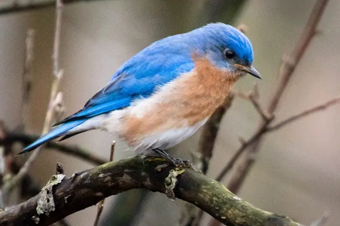 Mountain Bluebird1