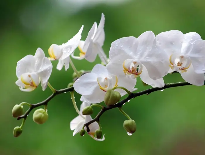 Orchid Symbolize