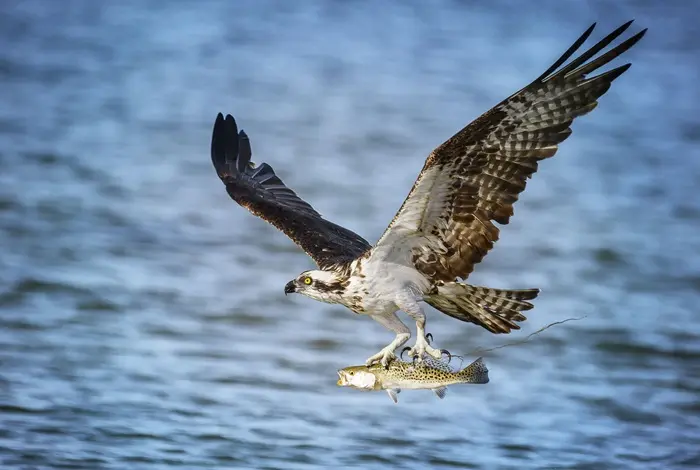 Osprey Symbolize