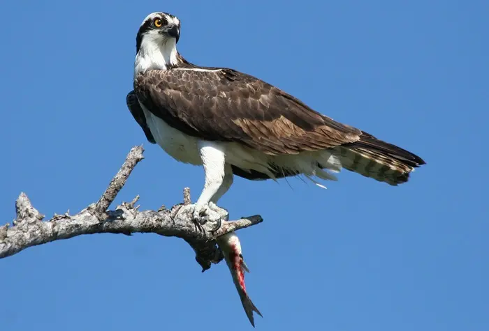 Osprey