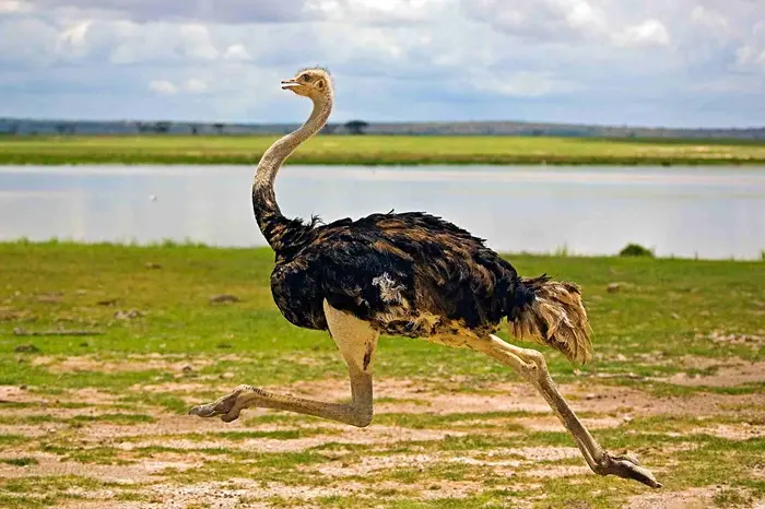 Ostrich Symbolize