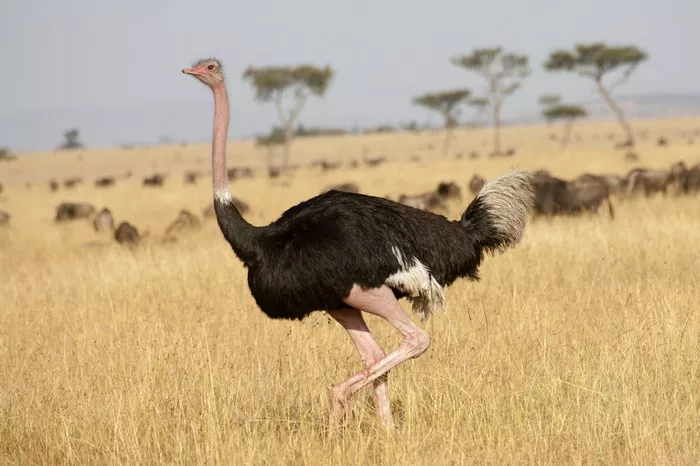 Ostrich