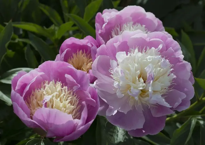 Peony Symbolize