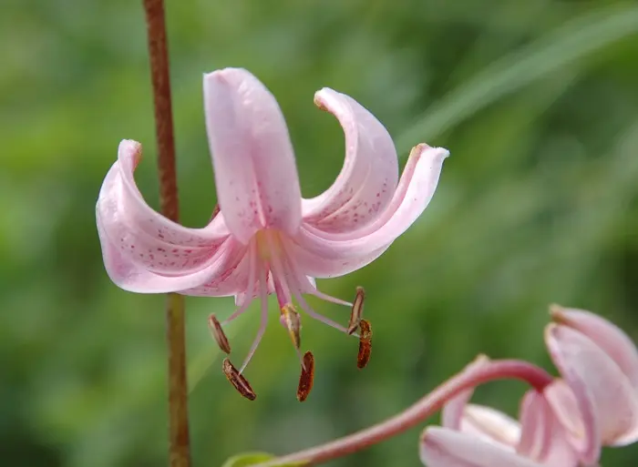 Pink Lilies Symbolize