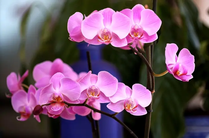 Pink Orchids Symbolize