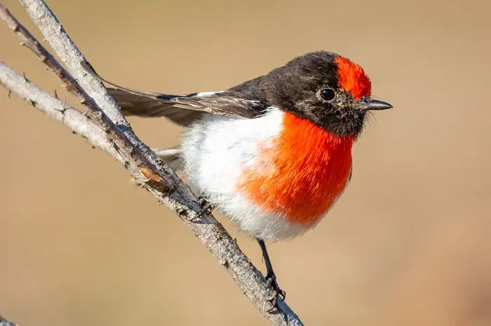 Red-Breasted Robin Symbolize