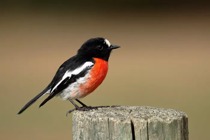 Red-Breasted Robin