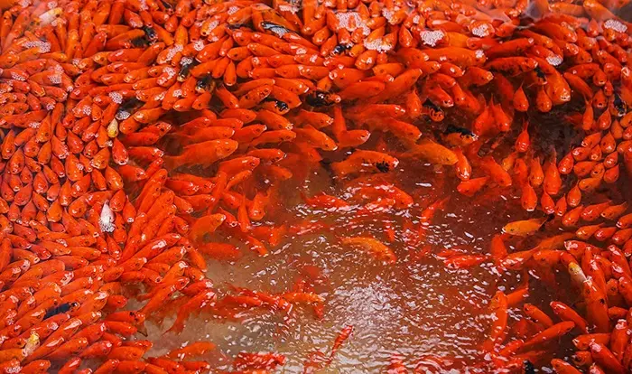 Red Carp Symbolize