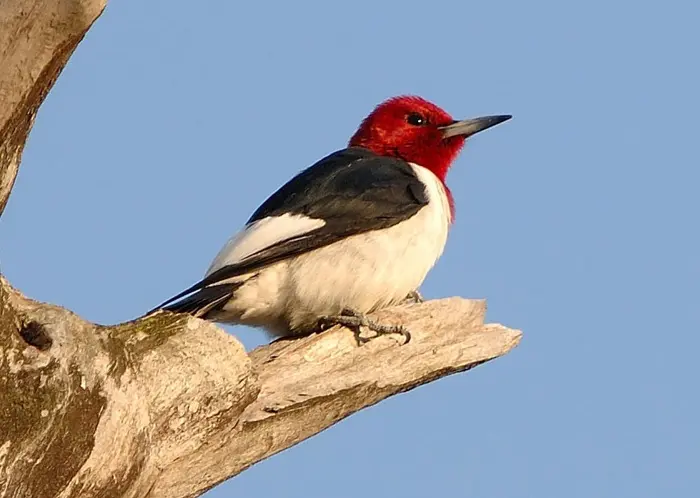 Red-Headed Woodpecker Symbolize