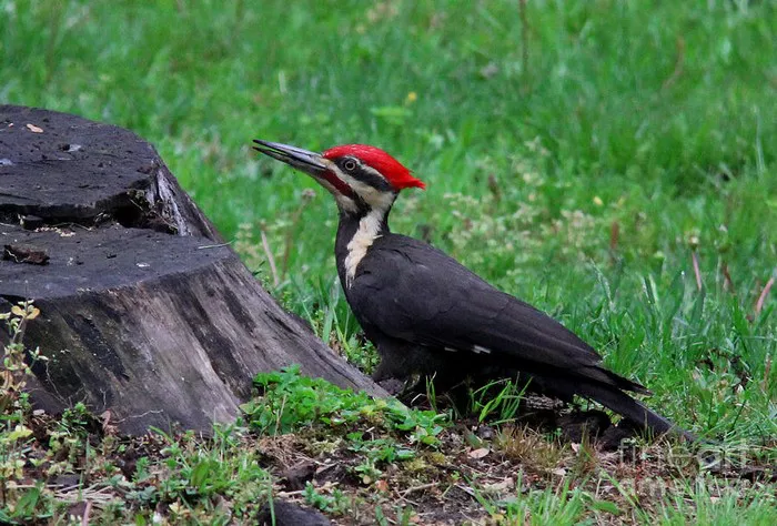 Red-Headed Woodpecke