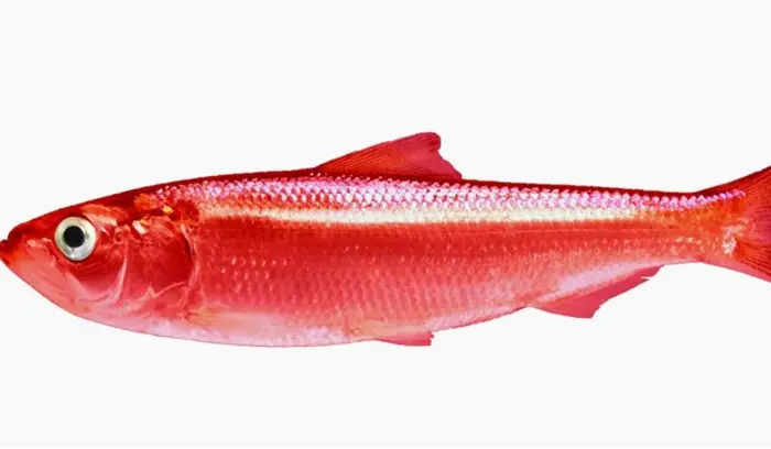 Red Herring Symbolize