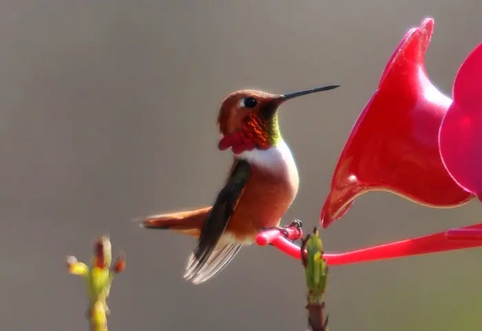 Red Hummingbird Symbolize