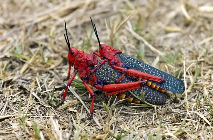 Red Locusts Symbolize