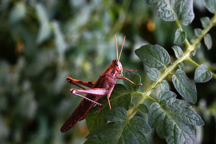 Red Locusts