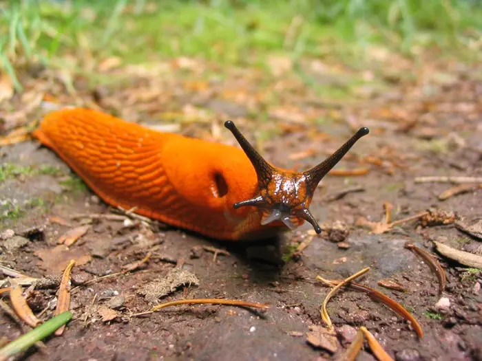 Slug Symbolize