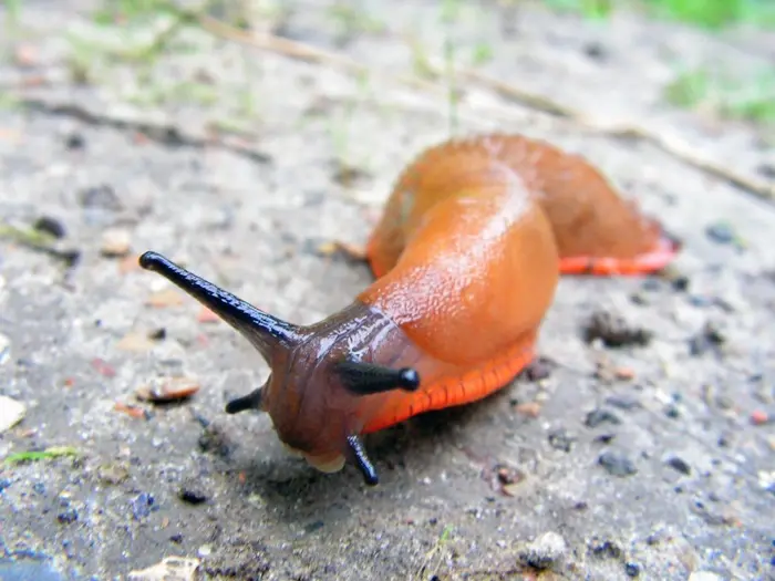 Slug1