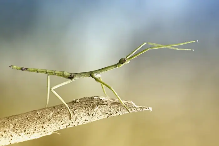 Stick Insect Symbolize