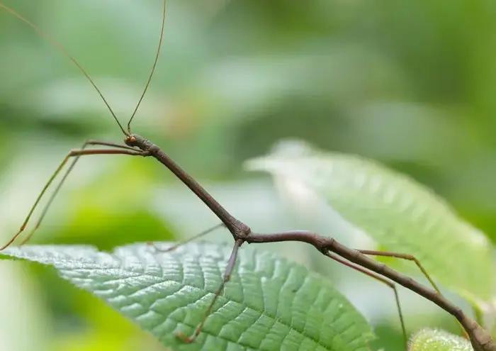 Stick Insect1