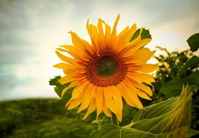 Sunflower Symbolize