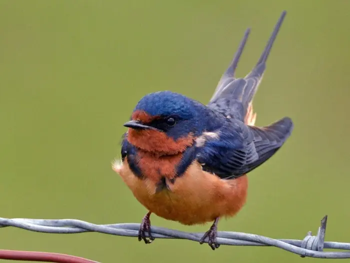 Swallow