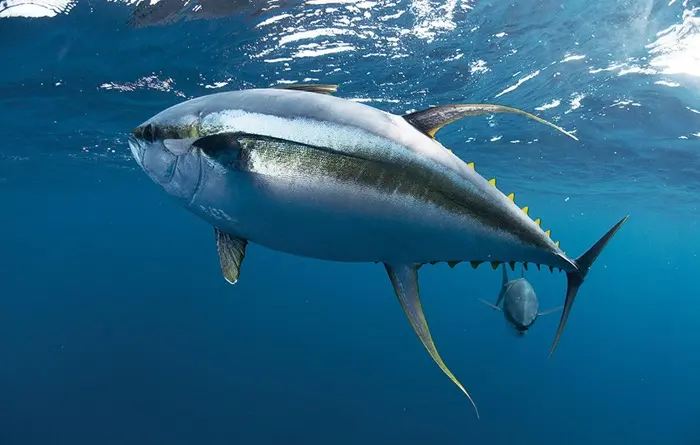 Tuna Symbolize