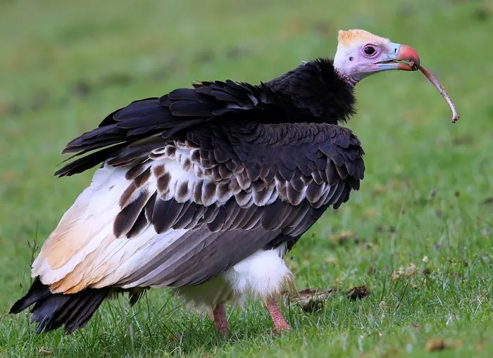 Vulture