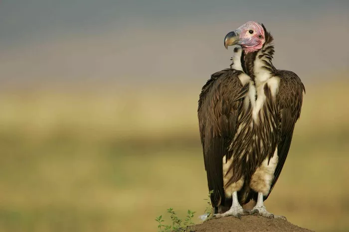 Vulture