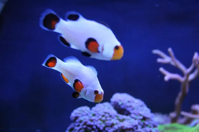 White Clownfish Symbolize