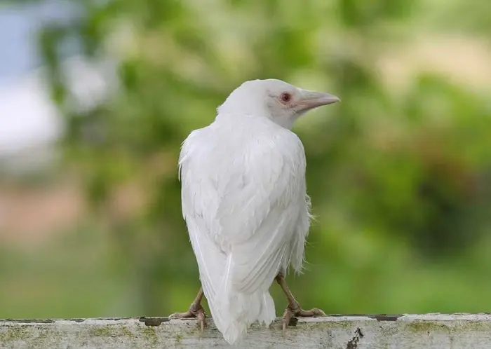 White Crows Symbolize