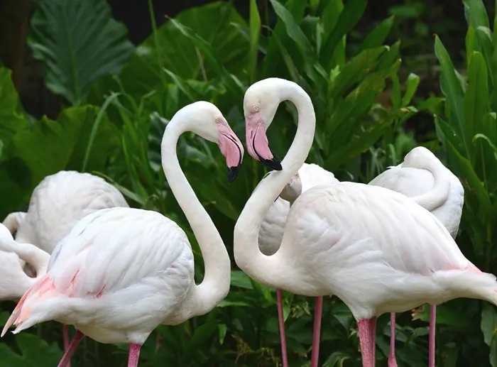 White Flamingos Symbolize