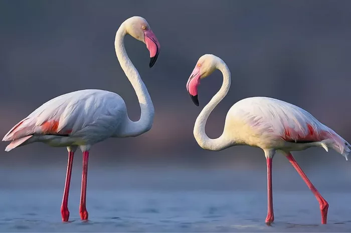 White Flamingos