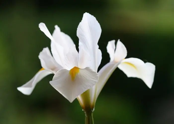 White Iris Symbolize