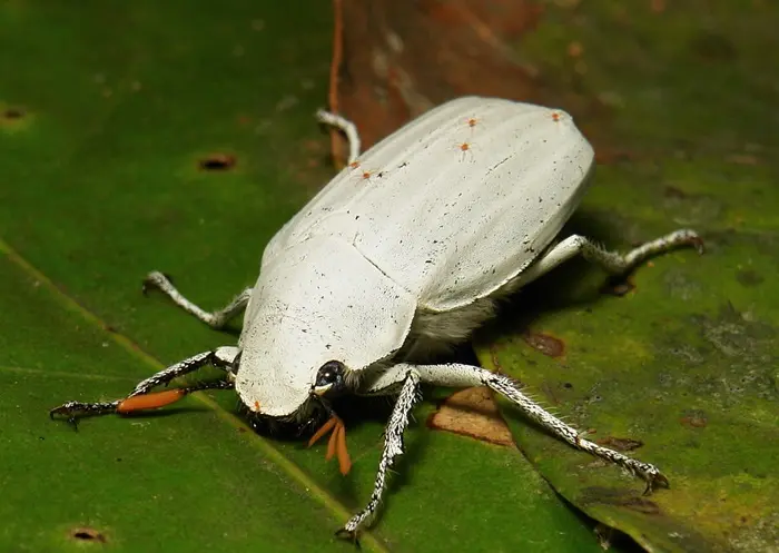 White Ivory Beetle Symbolize