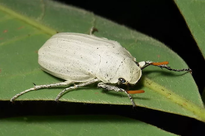 White Ivory Beetle