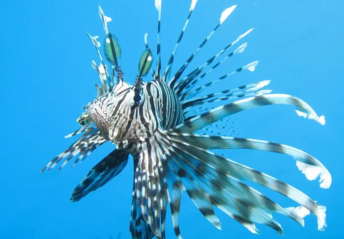 White Lionfish Symbolize