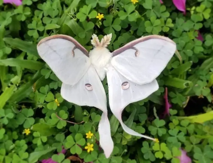 What Does A White Luna Moth Symbolize? - Ourspiritanimal.com