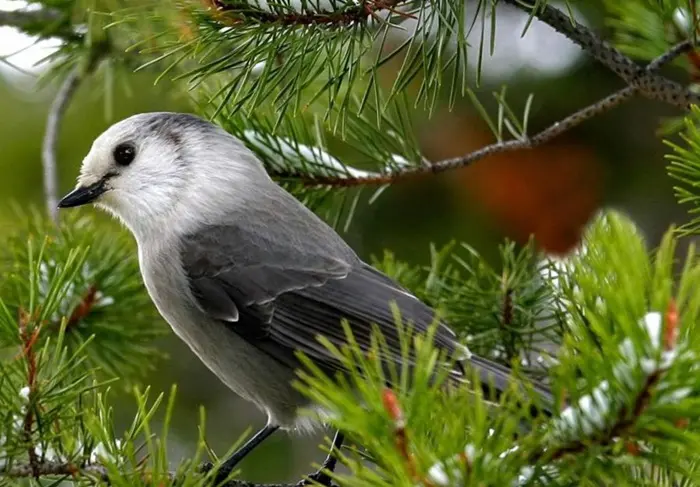 White Nightingale Symbolize