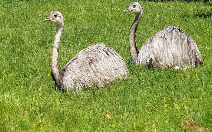 White Ostrich Symbolize